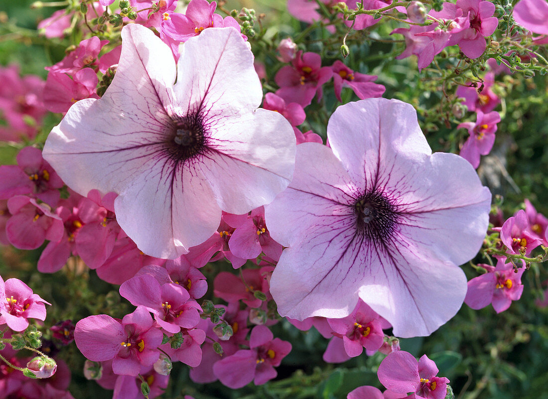 Petunia 'Conchita Cran Berry Frost'