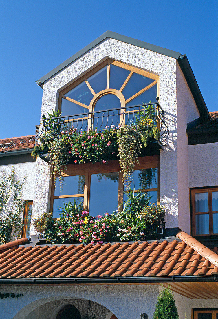 französischer Balkon mit Plectranthus, Pelargonium, Yucca