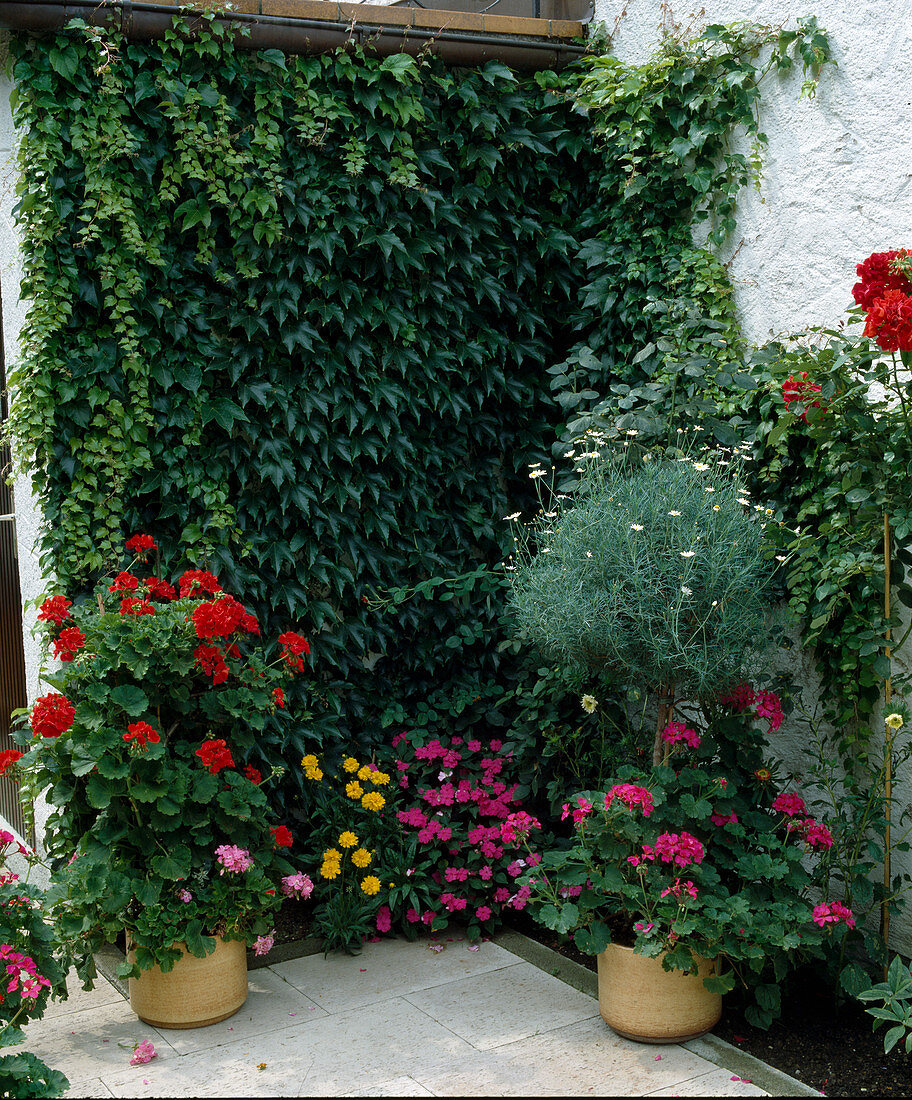 Small patio: wall planting with parthenocissus