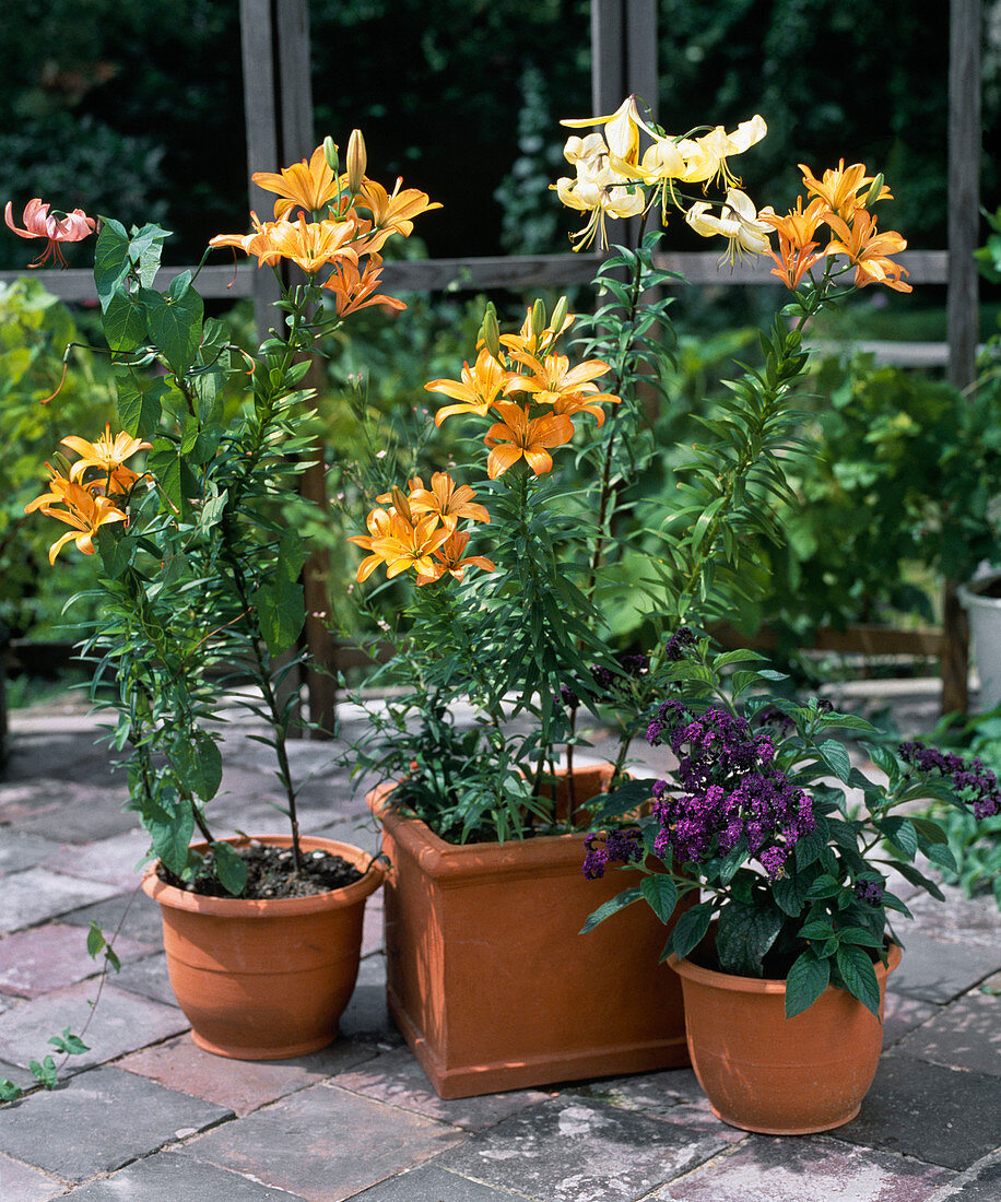 Lilies in terracotta containers, heliotrope