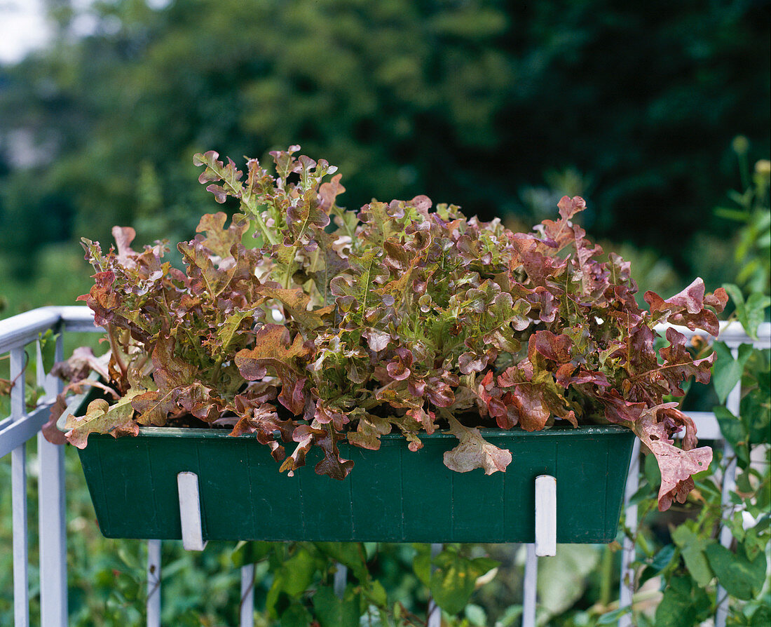 Salat 'ROTER Eichblatt'