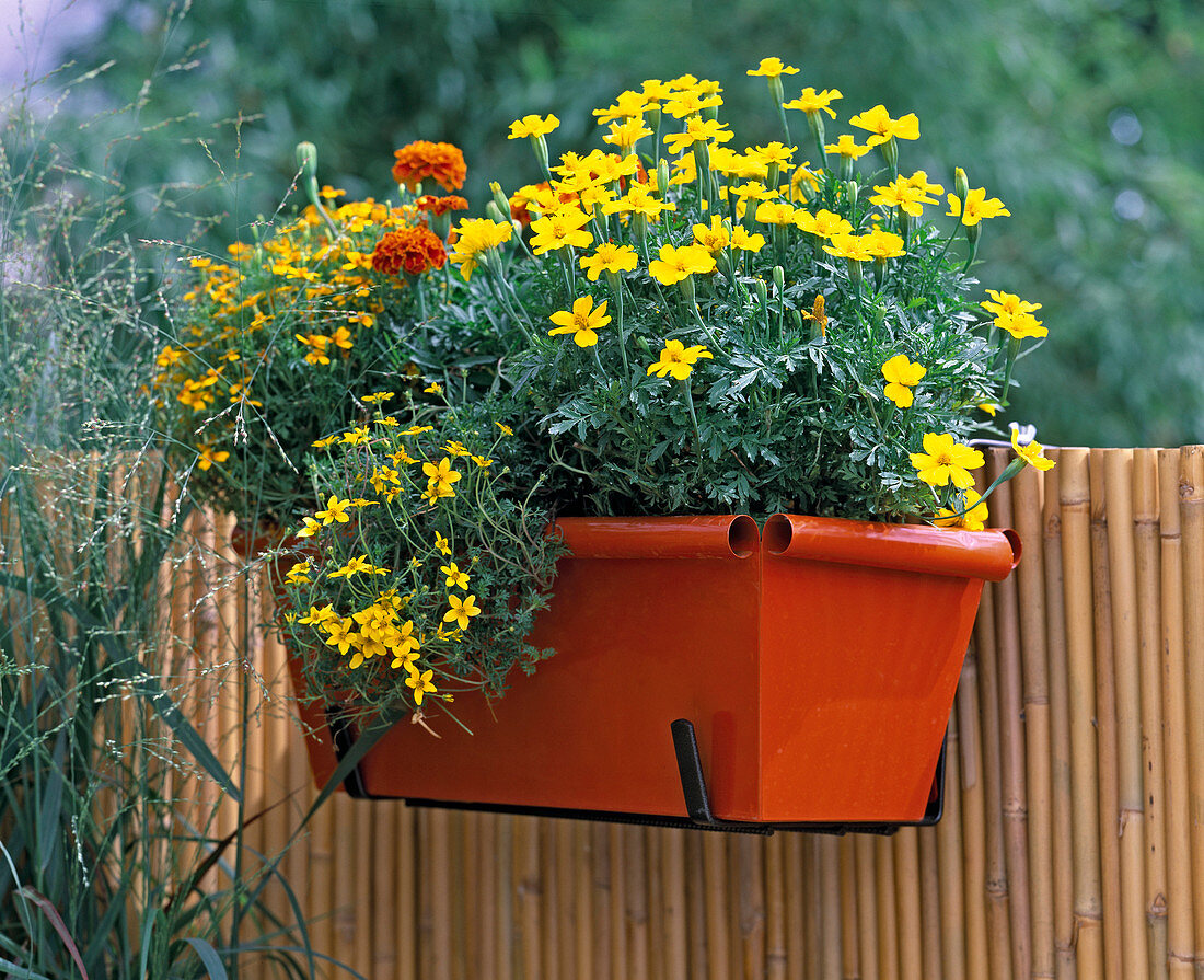 Box holder with sheet metal box planted with Tagetes patula