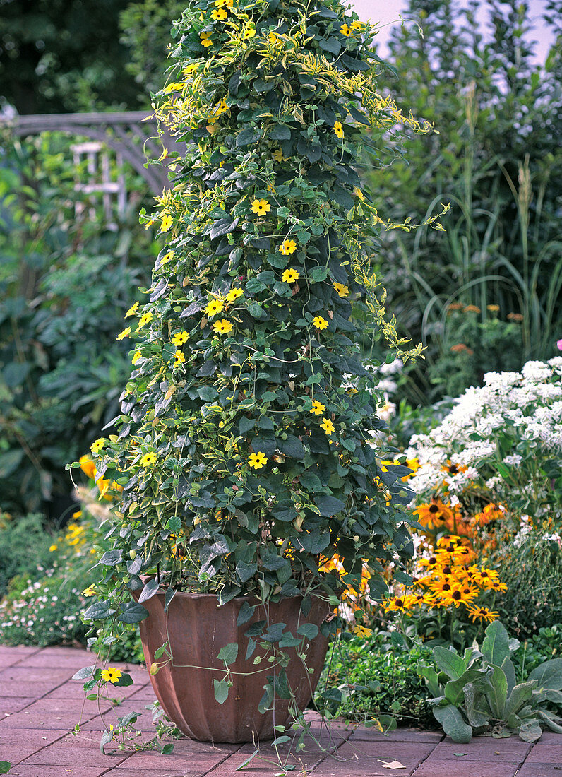 Solanum jasminoides 'Variegata' (Common-leaved Jasmine)