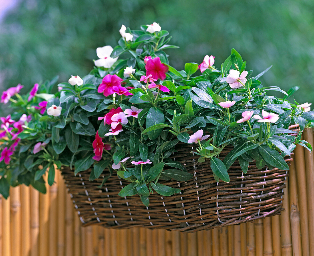 Basket with hanging arrangement lined with foil