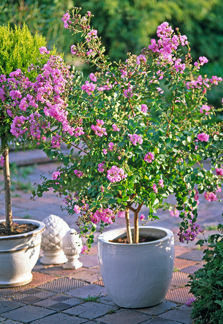 Lagerstroemia indica (curly myrtle)