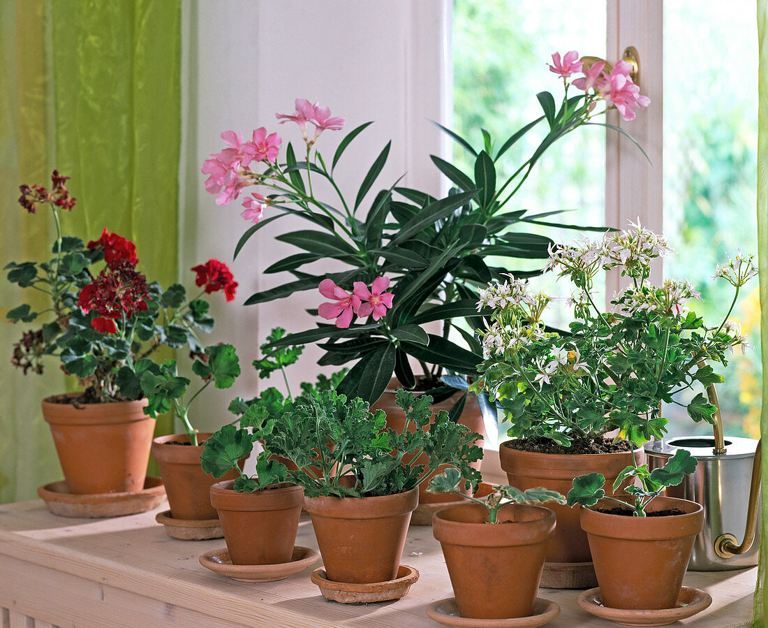 Pelargonium hybrids (geranium plants and cuttings)