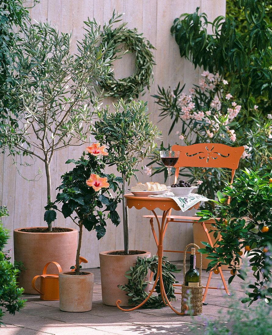 Olea europaea (Olivenbaum) , Hibiscus rosa-sinensis