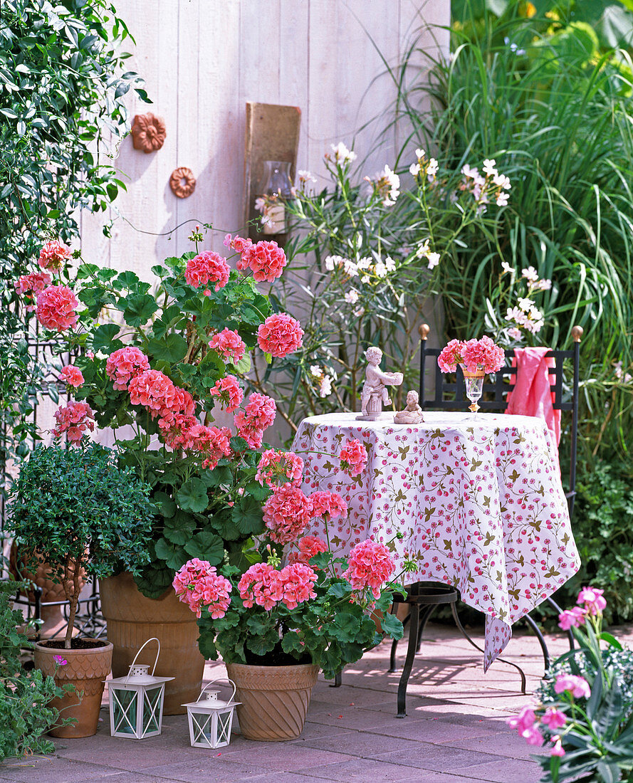 Pelargonium zonale 'Schöne Helena', Myrtus communis