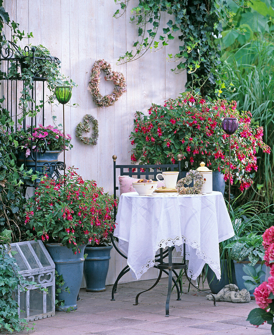 Various fuchsia hybrids (fuchsia), hedera (ivy)