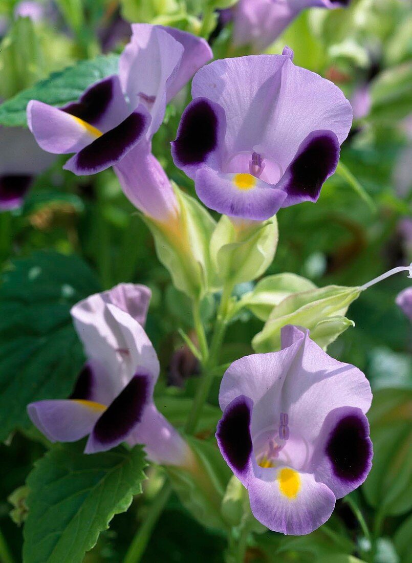 Torenia fournieri 'Clown Blue'