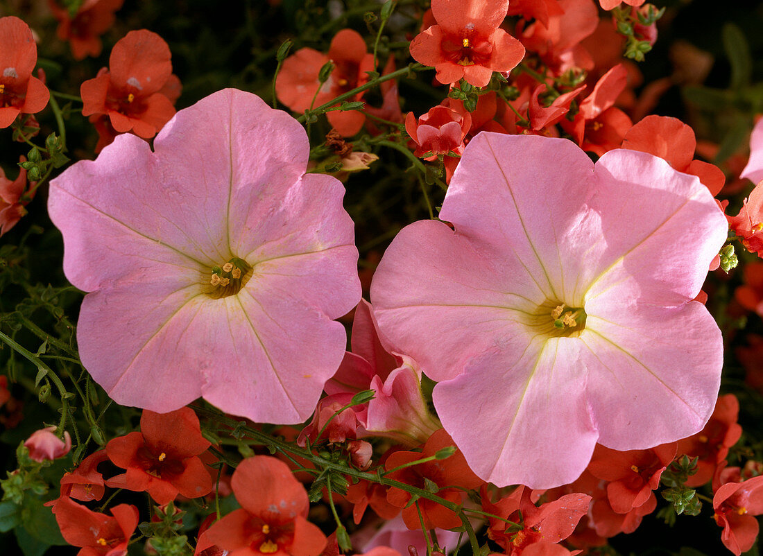 Petunia x atkinsiana 'Shell Pink'