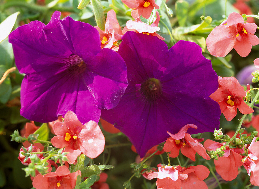 Petunia 'supertunia Magenta' (Petunia)