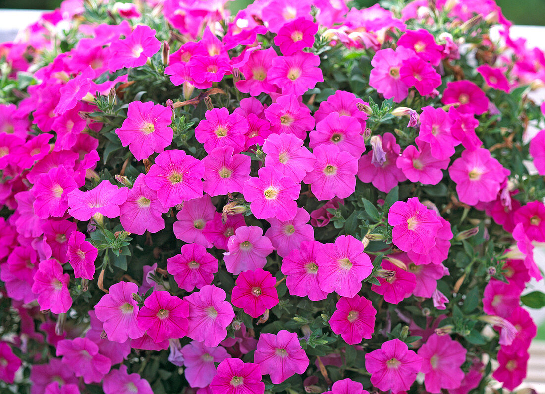 Petunia 'Pink Wave'