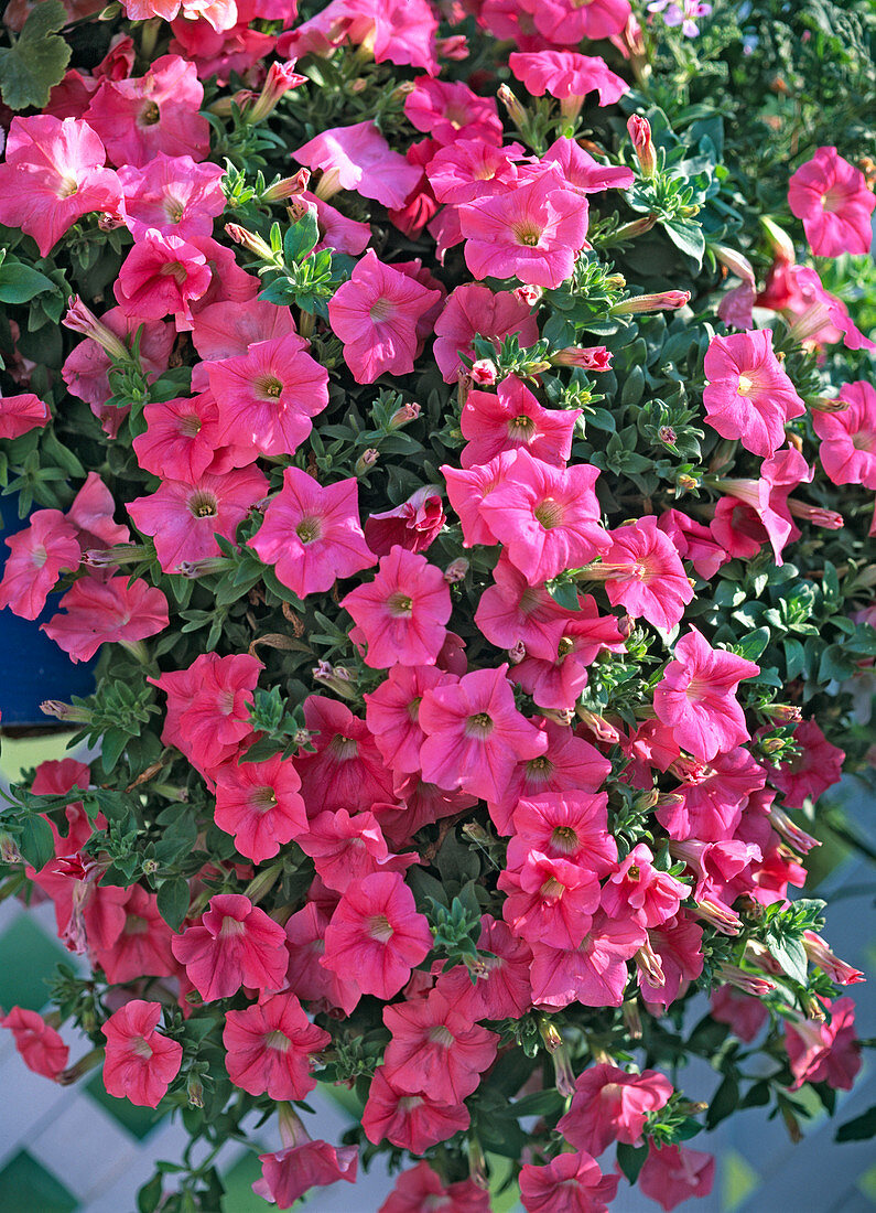 Petunia x atkinsiana 'Salmon Wave'