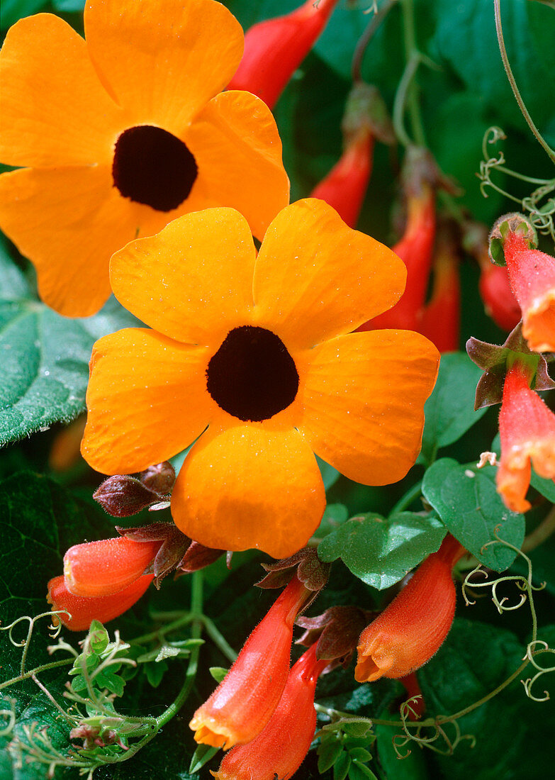 Thunbergia alata (black-eyed Susanne)