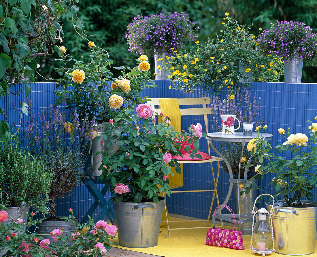 Rosa 'Golden Celebration' (English rose), yellow, 'Mary Rose', pink