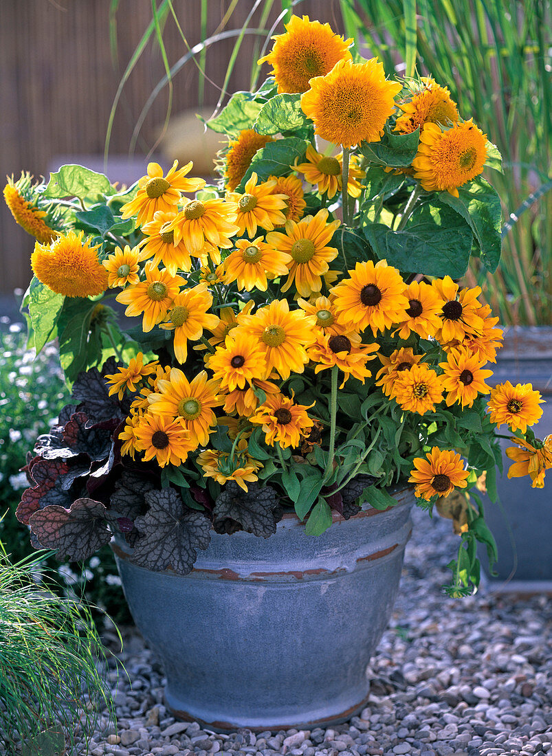 Schale mit Rudbeckia hirta 'Marmelade' - 'Goldilocks' - Prairie Sun'