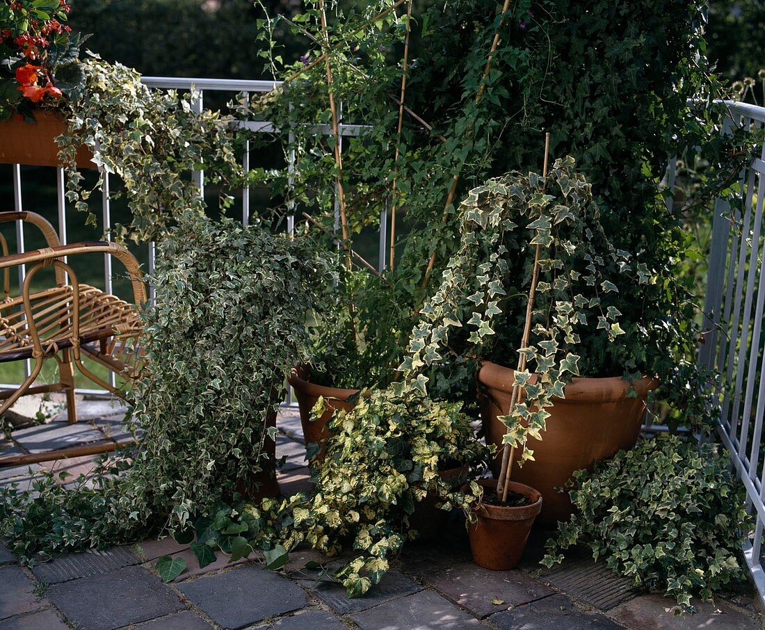 Ivy on a balcony