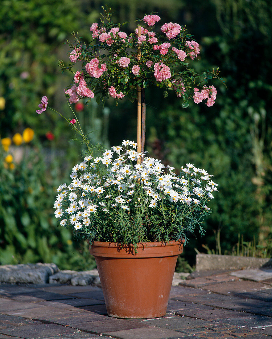 Rosenstämmchen, Chrysantheme