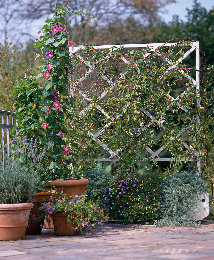 Ipomoea, lavender, Scaevola, Passiflora