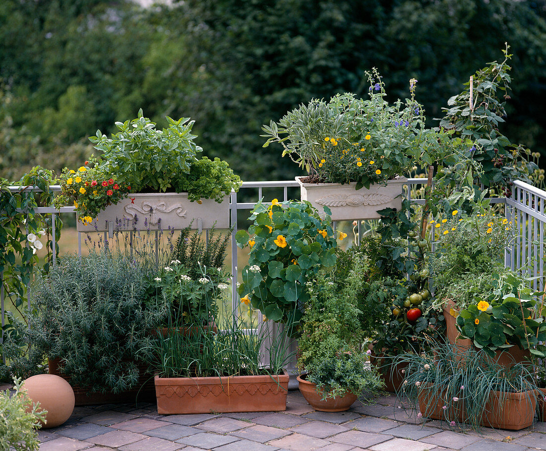 Rosemary, lavender, basil, allium, parsley, chives