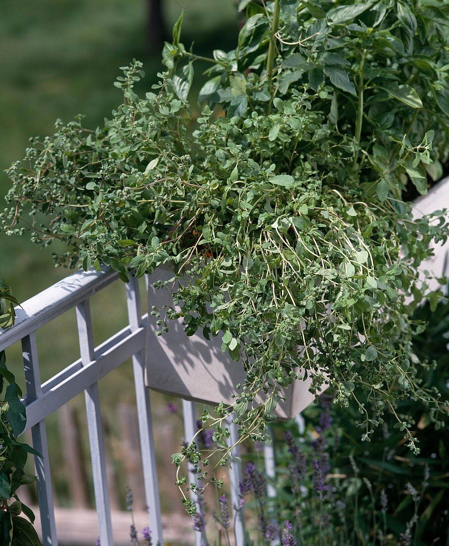 Origanum majorana (Majoran)