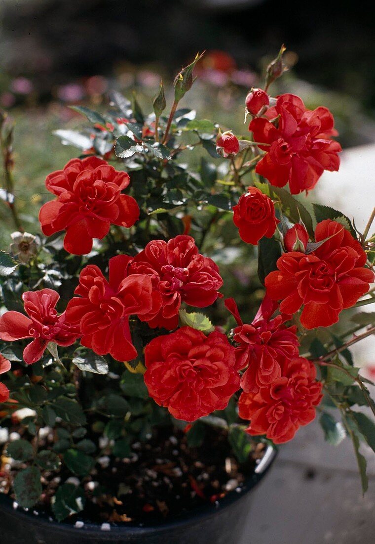Dwarf rose 'Wanake'