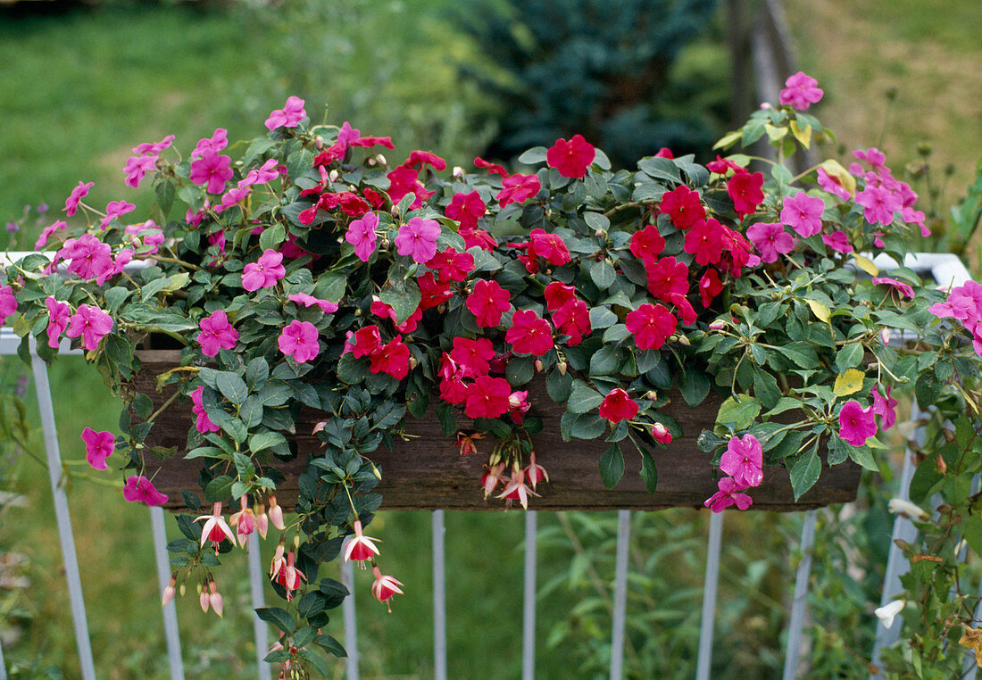 North-east balcony planting