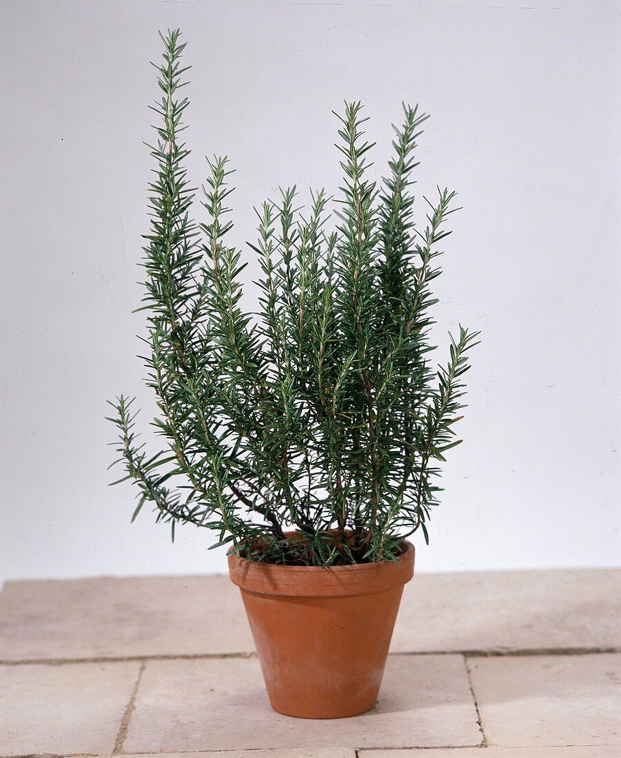 Rosemary officinalis