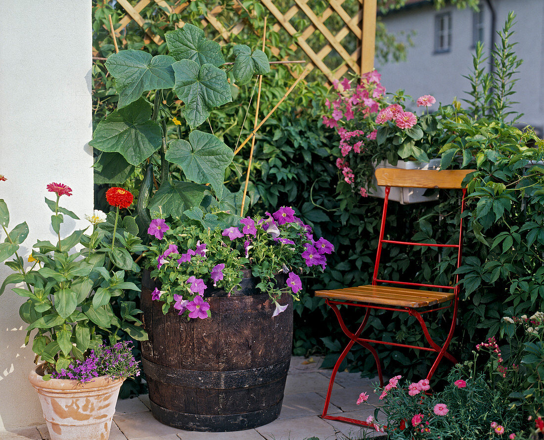 Cucumber, petunias, zinnias in a wooden barrel