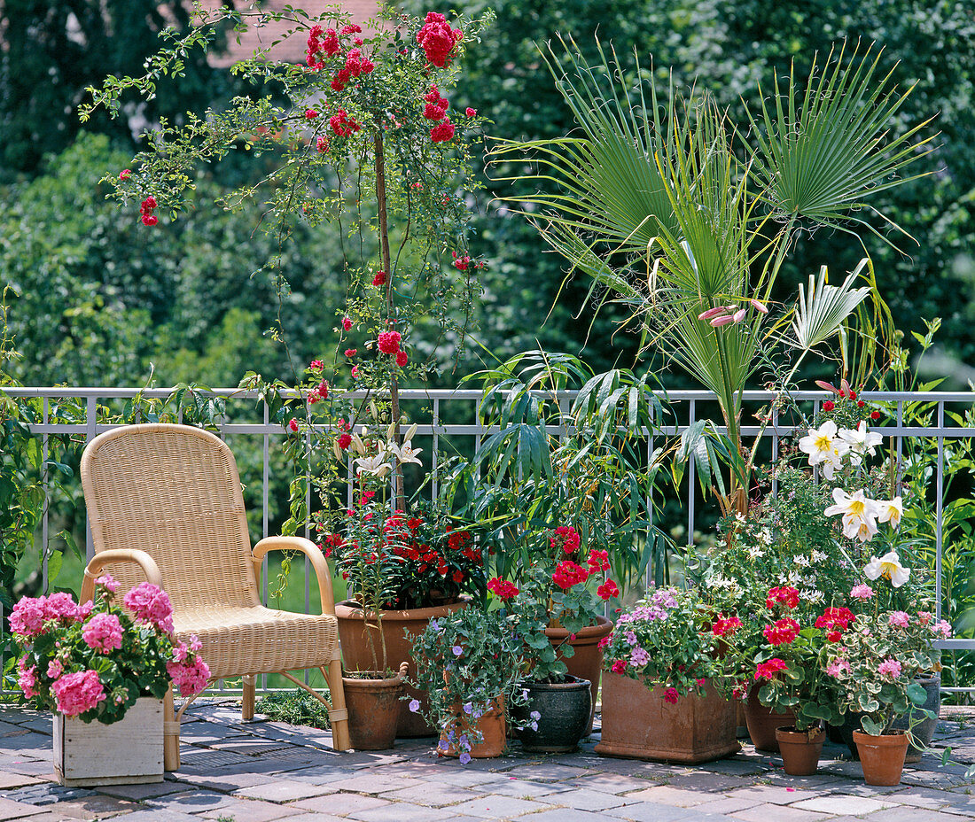 Rose tall stem, geraniums, lilies, bamboo, Washingtonia