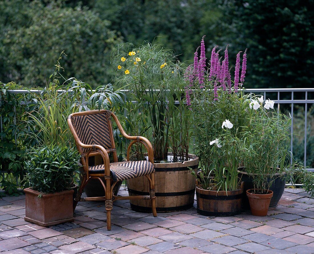 Swamp barrel, Lythrum, Iris, Bamboo, Cyperus ranunculus