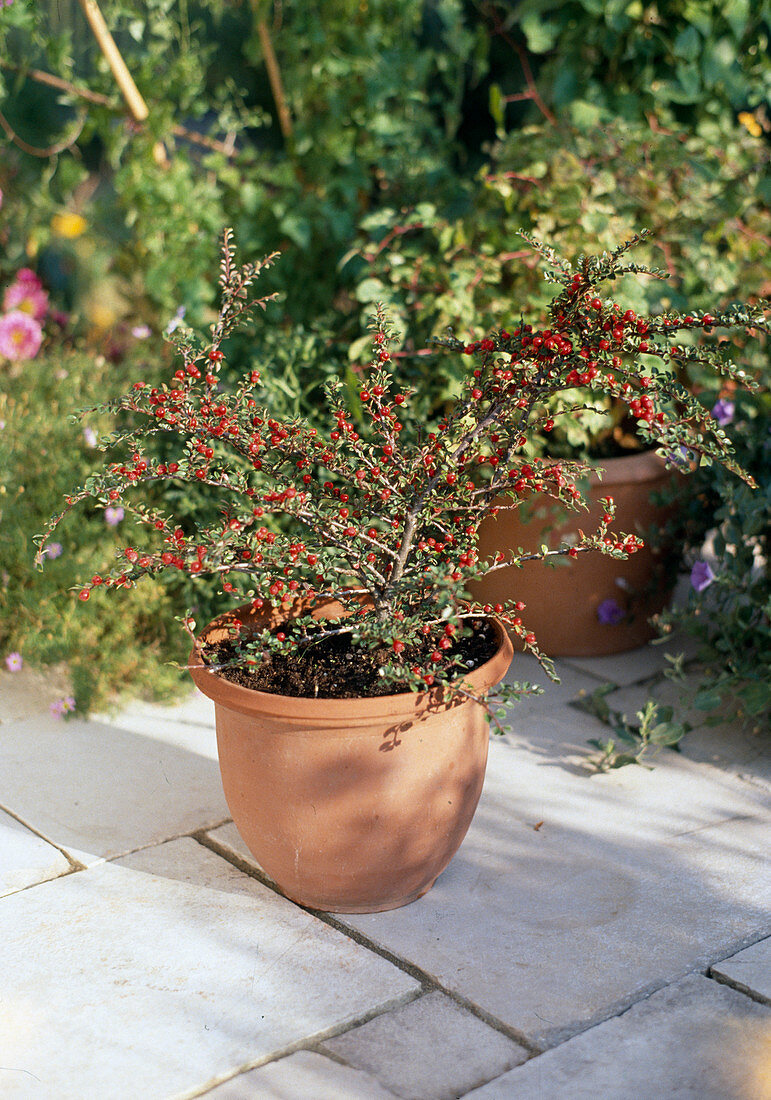 Cotoneaster horizontalis