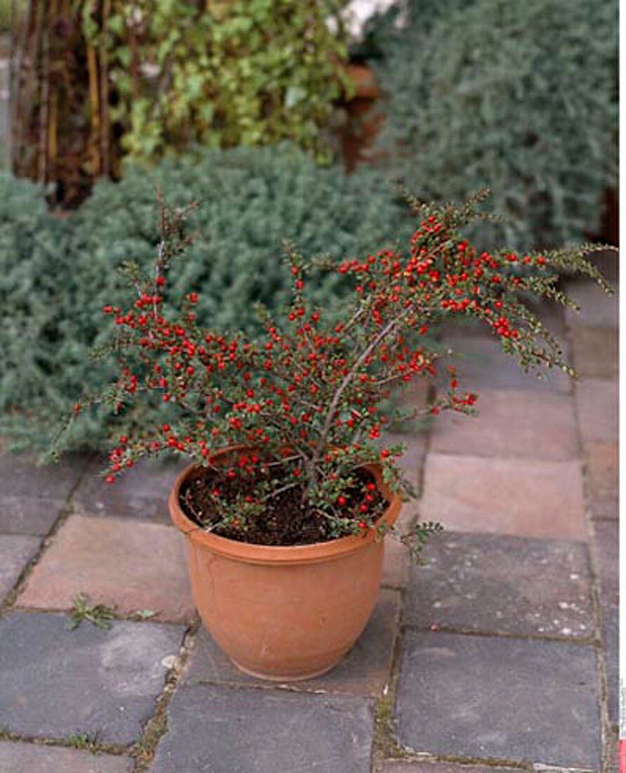 Cotoneaster horizontalis