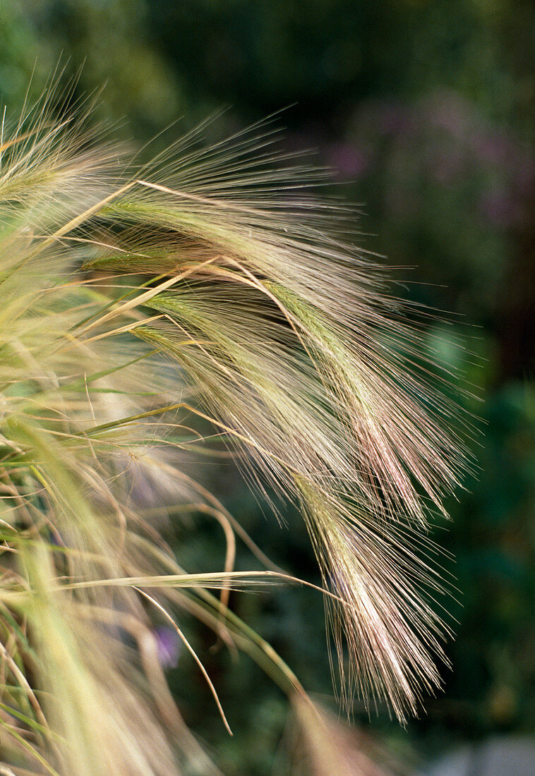 Hordeum jubatum (Mähnengerste), Makro