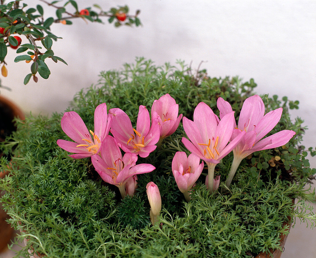 Colchicum autumnale 'Lilac Wonder', meadow saffron I. Moss saxifrage