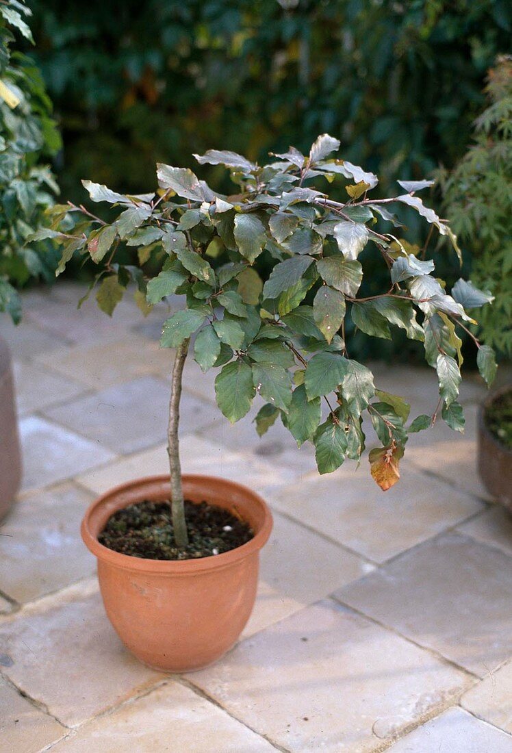 Fagus sylvatica 'Purpurea' (Waldrebe)