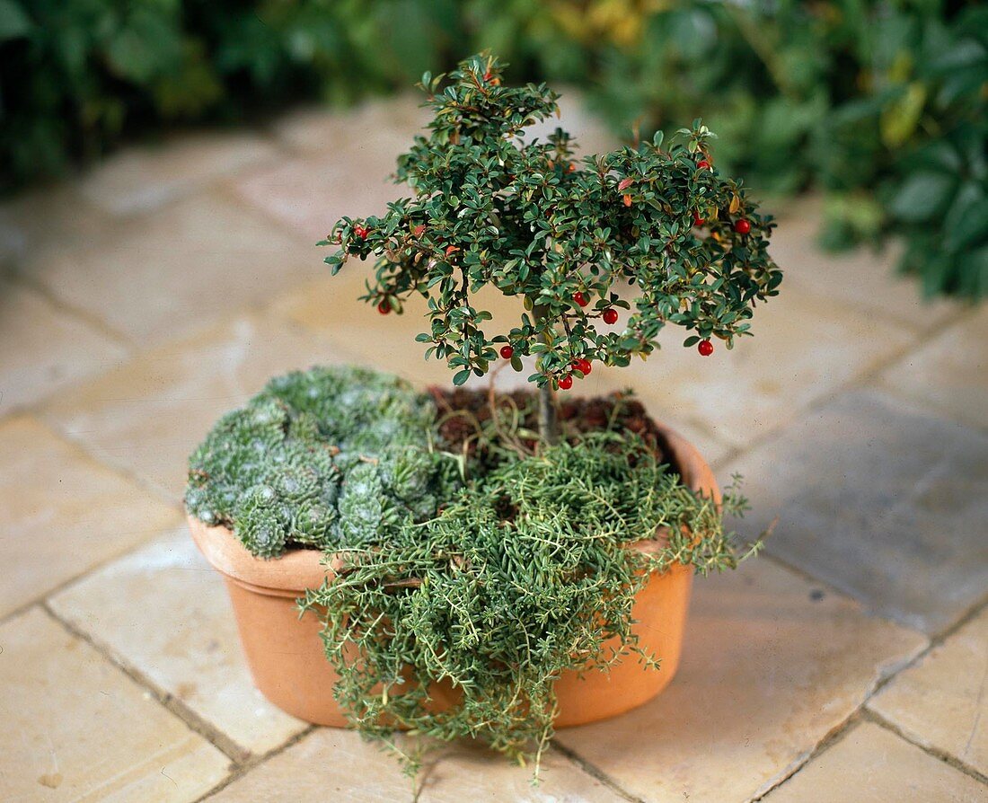 Cotoneaster dammeri 'Coral Beauty'