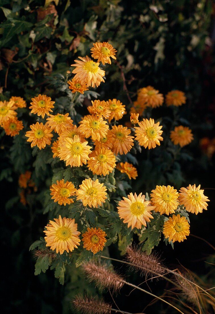 Chrysanthemum indicum hybrid