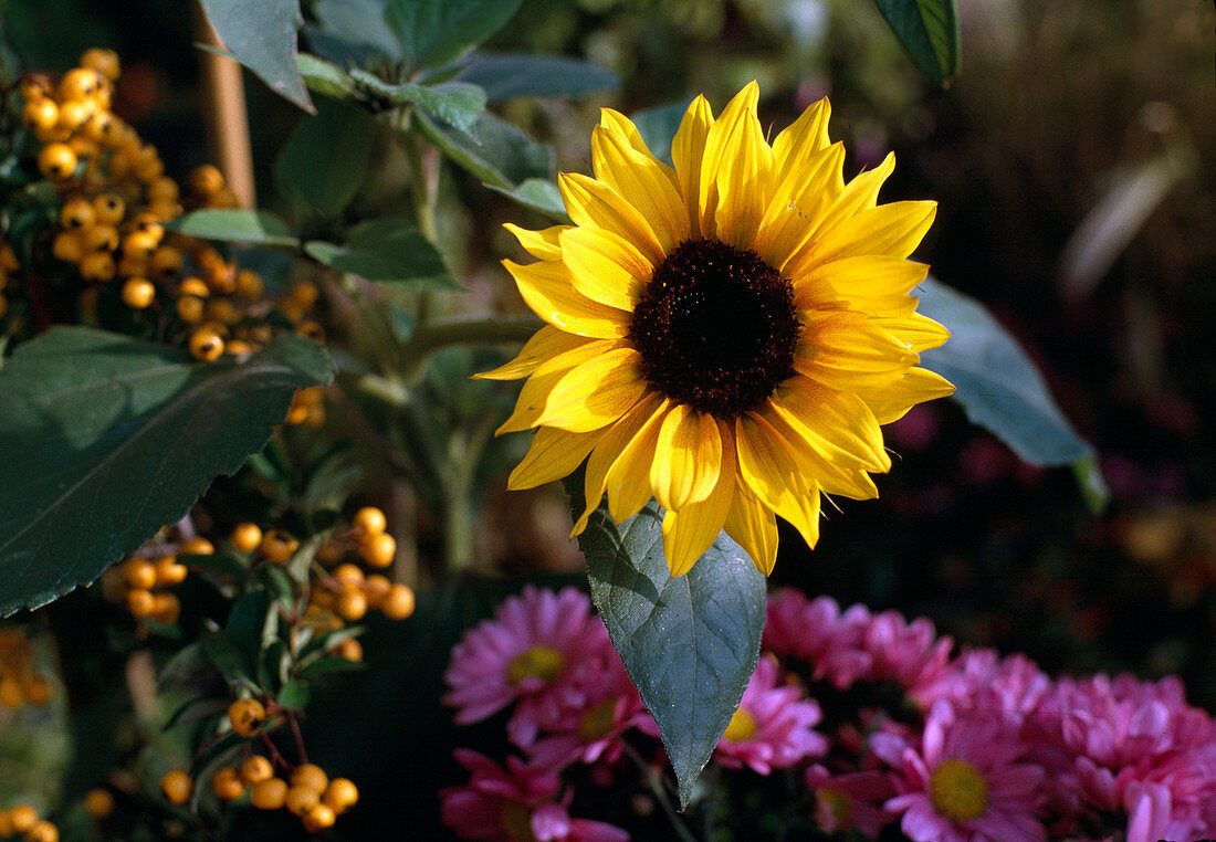 Helianthus annuus (Sonnenblume)