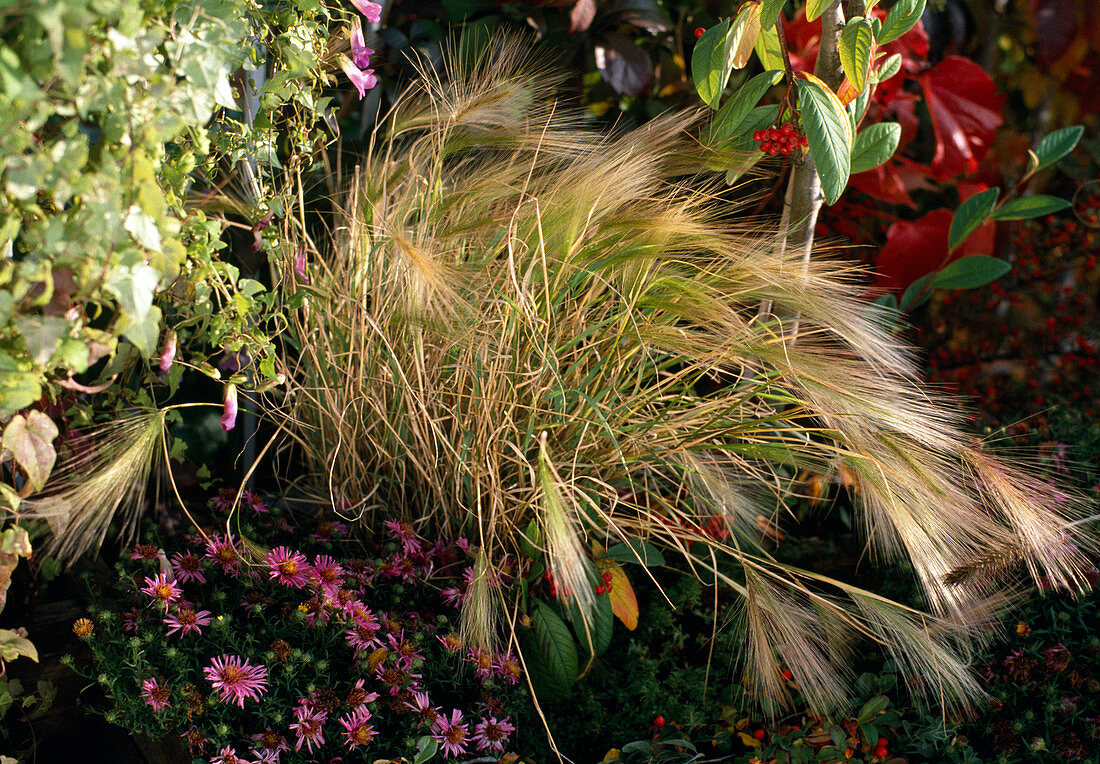 Hordeum jubatum (Maned barley)