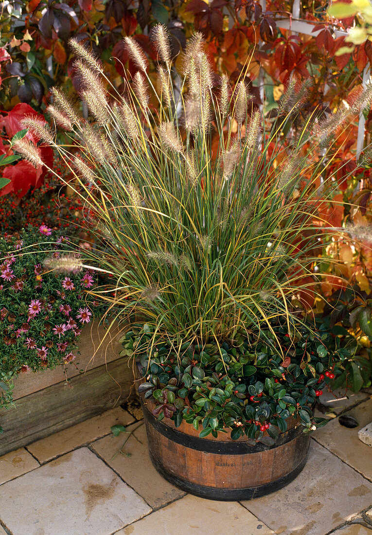 Pennisetum compressum (feather bristle grass), Gaultheria