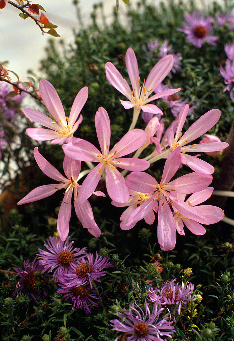 Colchicum autumnale (Meadow saffron)