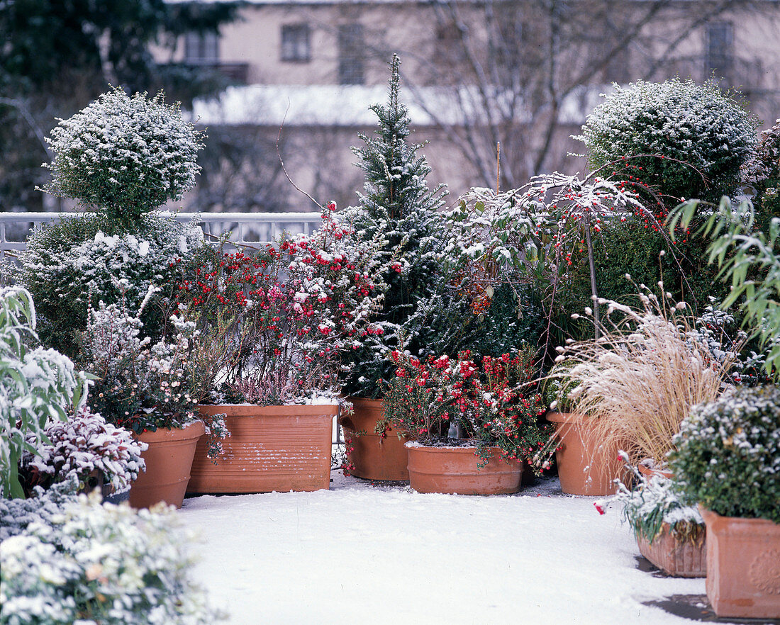 Pernettya mucronata, Ligustrum delavayanum, Taxus