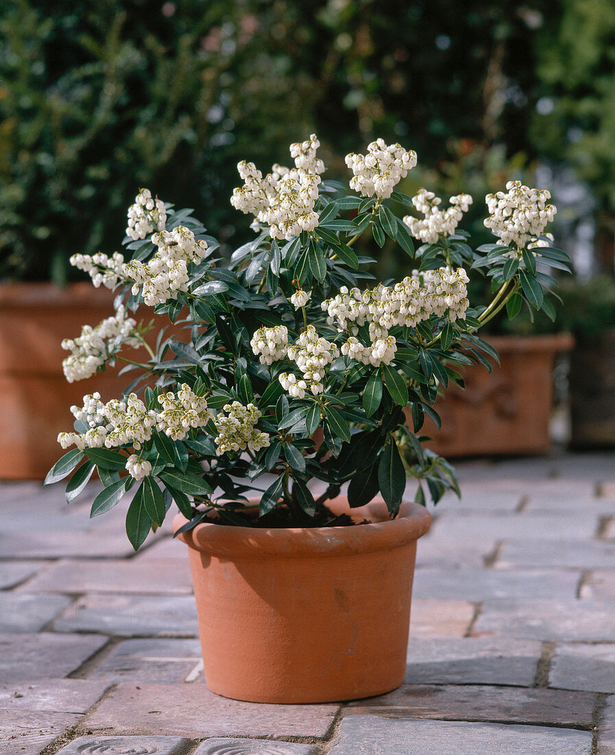 Pieris Japonica