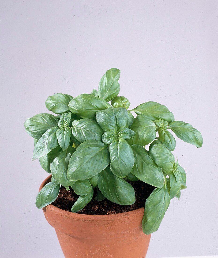 Basil (Ocimum basilicum)