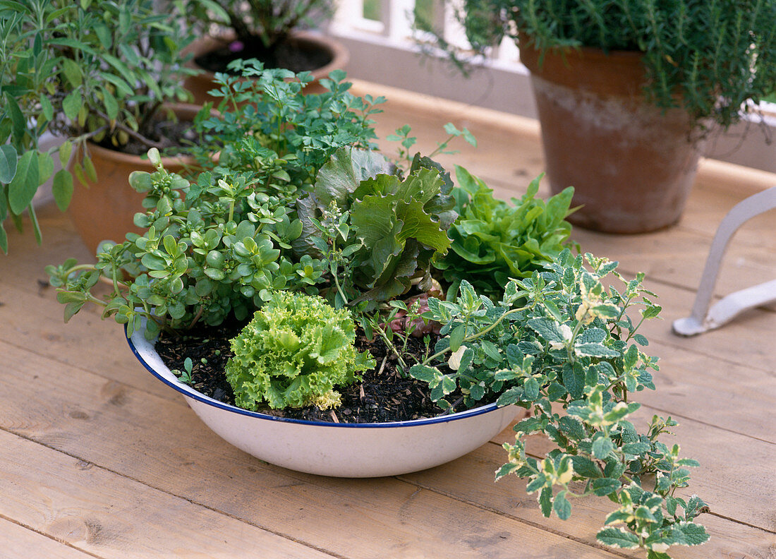 Pot with mentha, cabbage lettuce, lettuce, purslane
