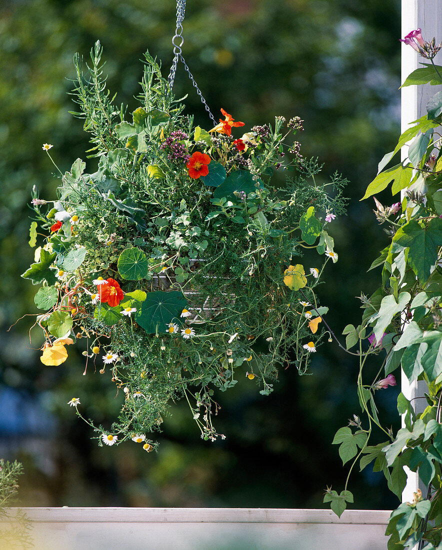 Hanging Basket with Tropaeolum