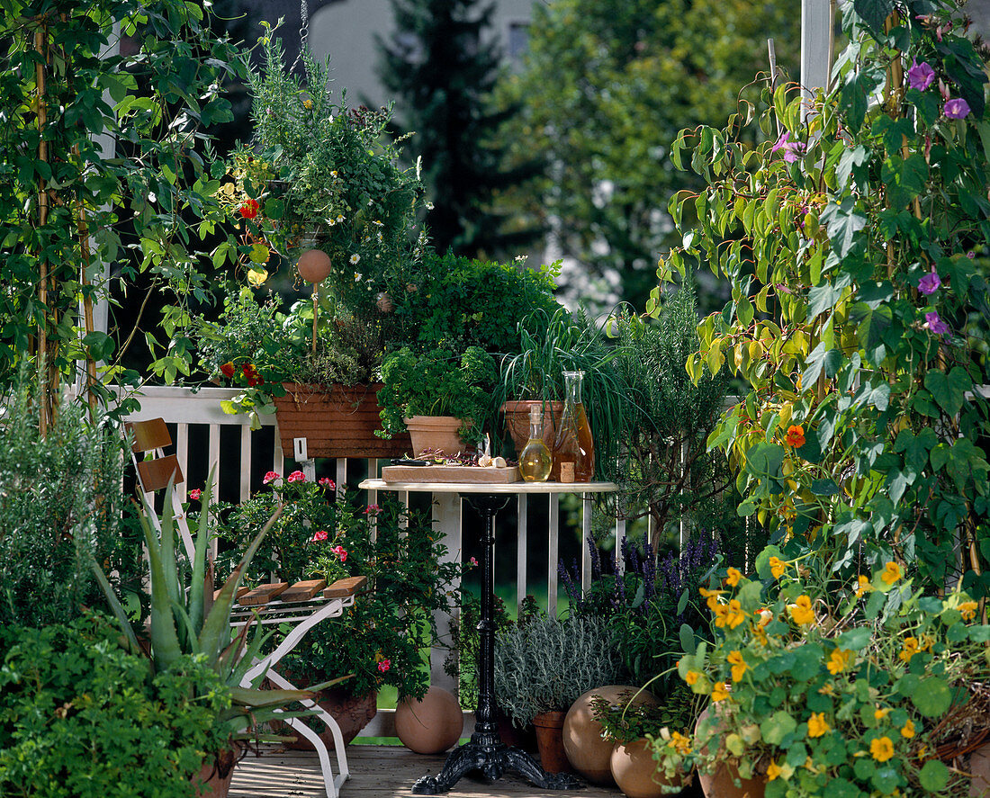 Herb balcony, rosemary, knolauch, parsley, pelargonium, salvia