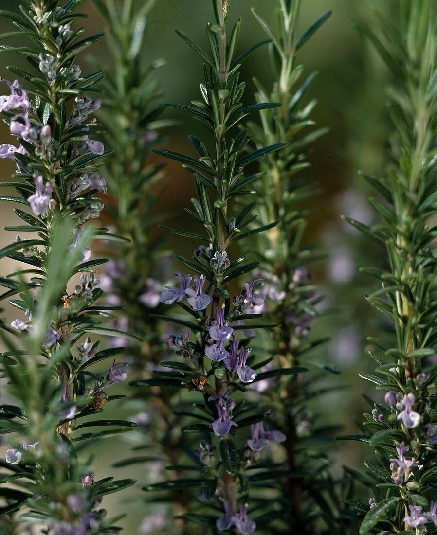 Rosmarinus officinalis